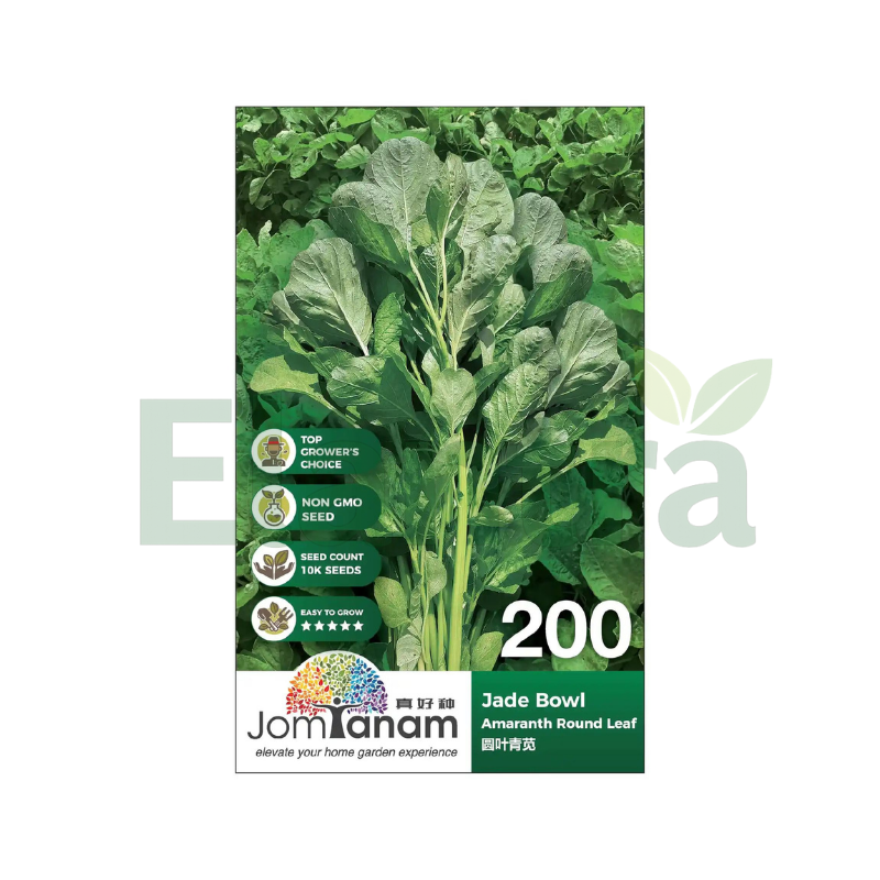 200 AMARANTH ROUND LEAF